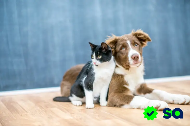 Seguro para mascotas, perro y gato acostados juntos en el piso, imagen cálida de compañía y cuidado.